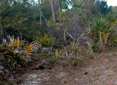 Cold weather means brown in Winter